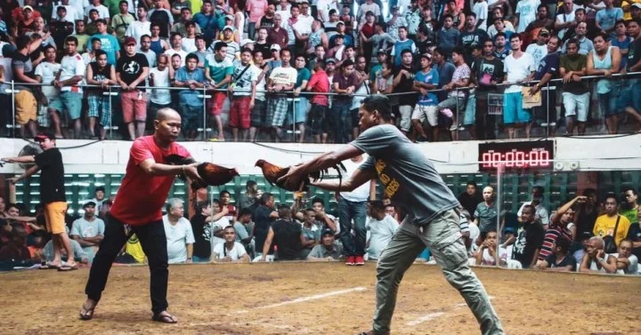Online Sabong Cockfight Arena